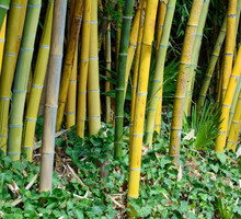 bambus-phyllostachys-zdj-adobe-stock.jpeg