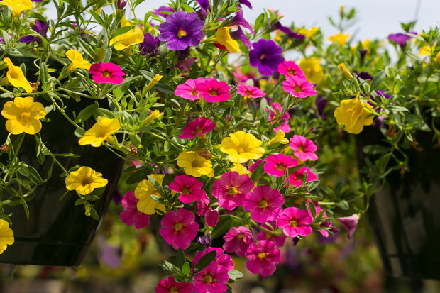 Calibrachoa Flowers Million Bells