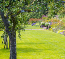 drzewa owocowe ogród