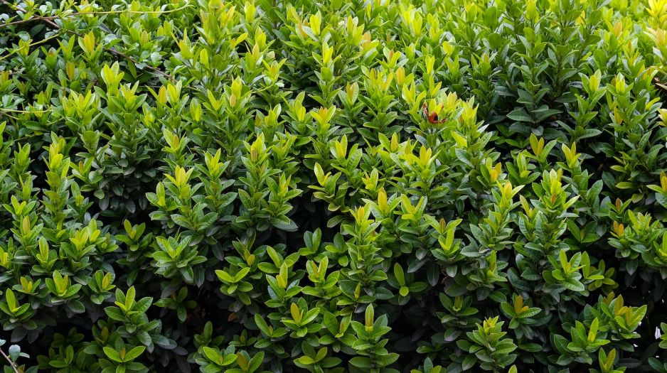 bukszpan-buxus-zdj-fotolia-com.jpeg