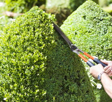 formowanie krzewów iglastych