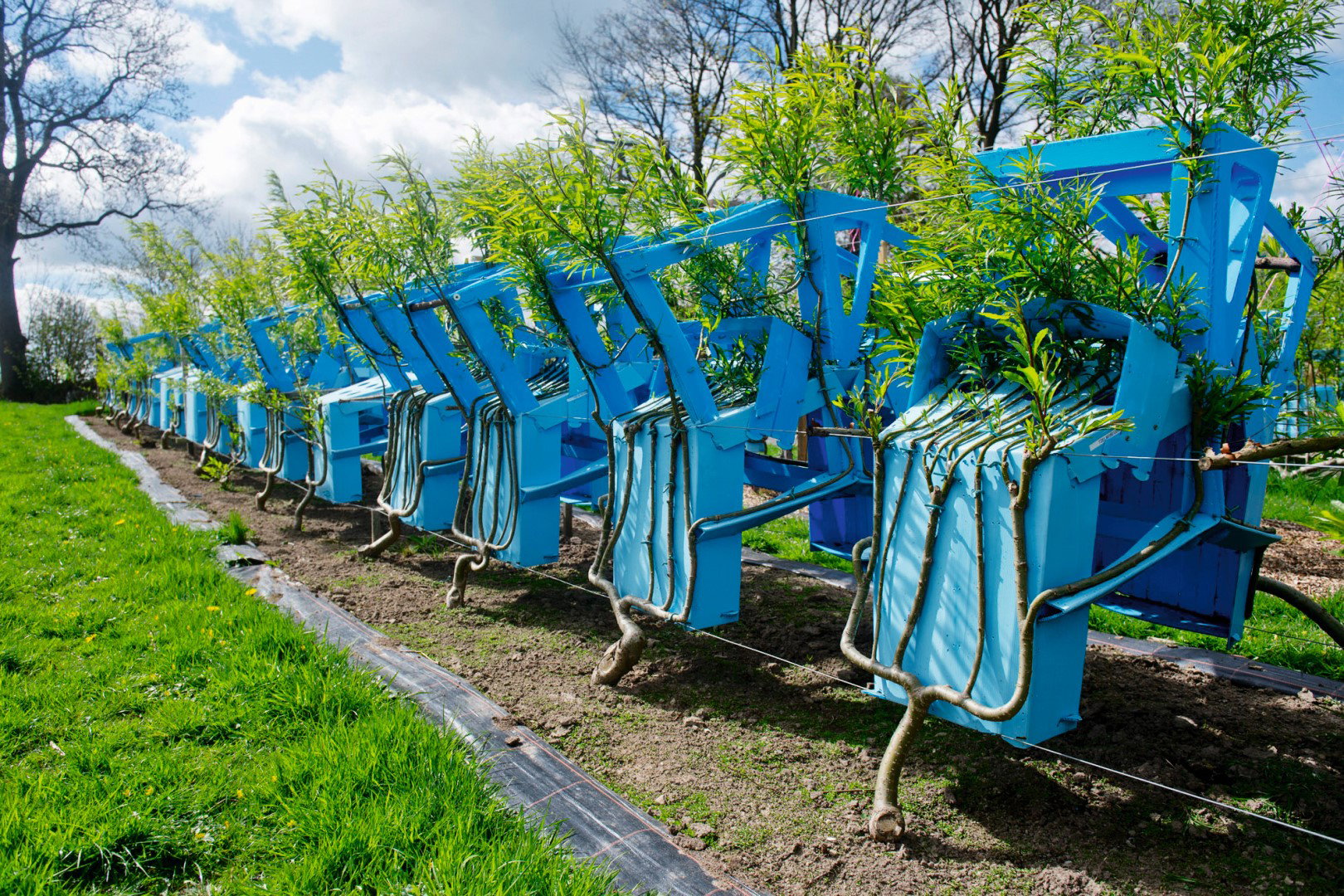 hodowla krzeseł z drzew