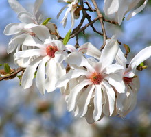 magnolia gwiaździsta magnolia stellata