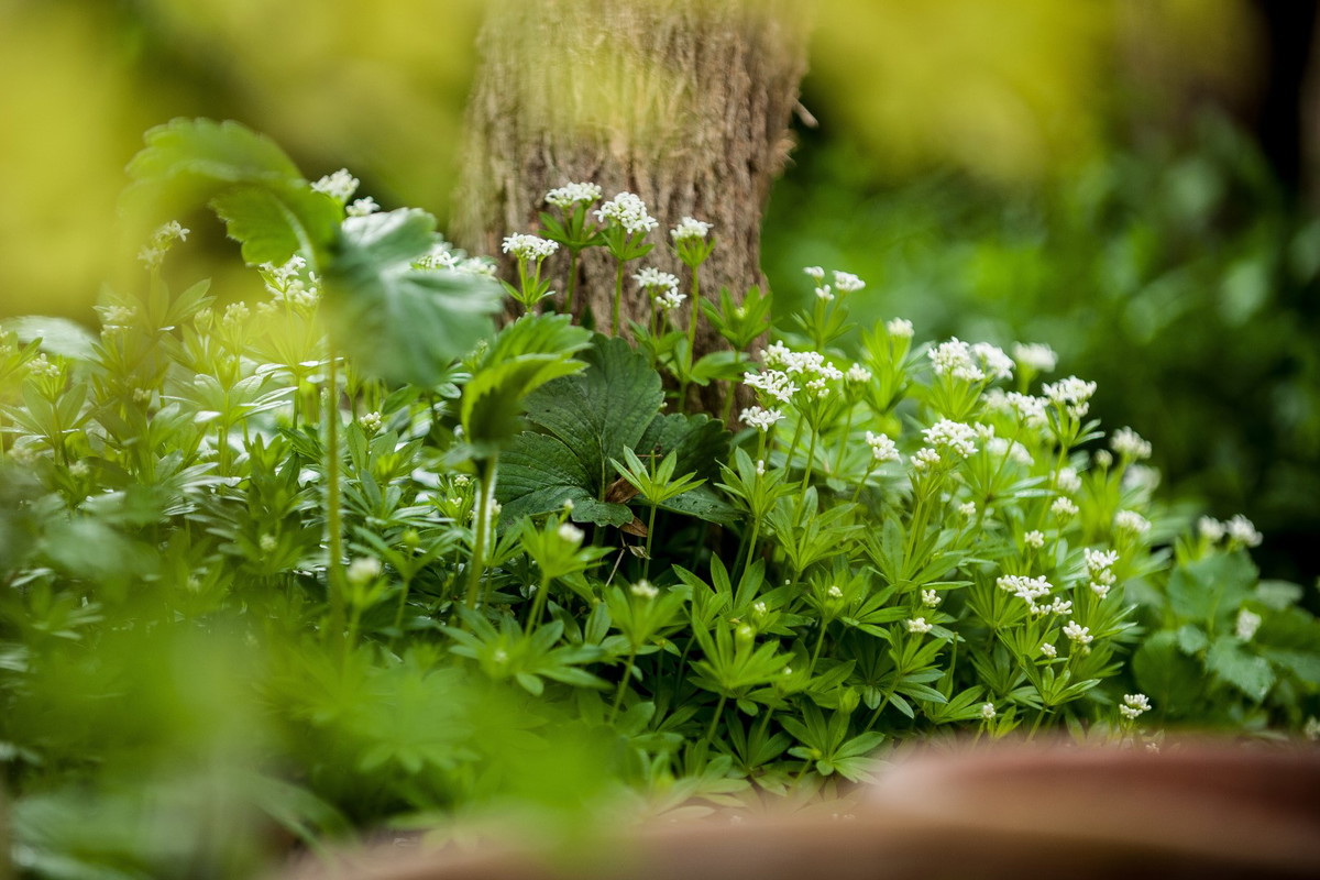 Marzanka wonna galium odoratum