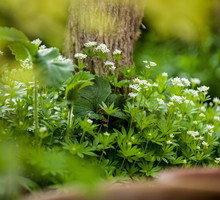 Marzanka wonna galium odoratum
