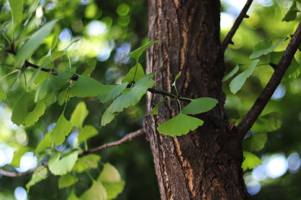 miłorząb dwuklapowy ginkgo biloba