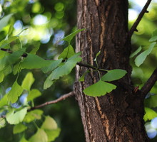 miłorząb dwuklapowy ginkgo biloba