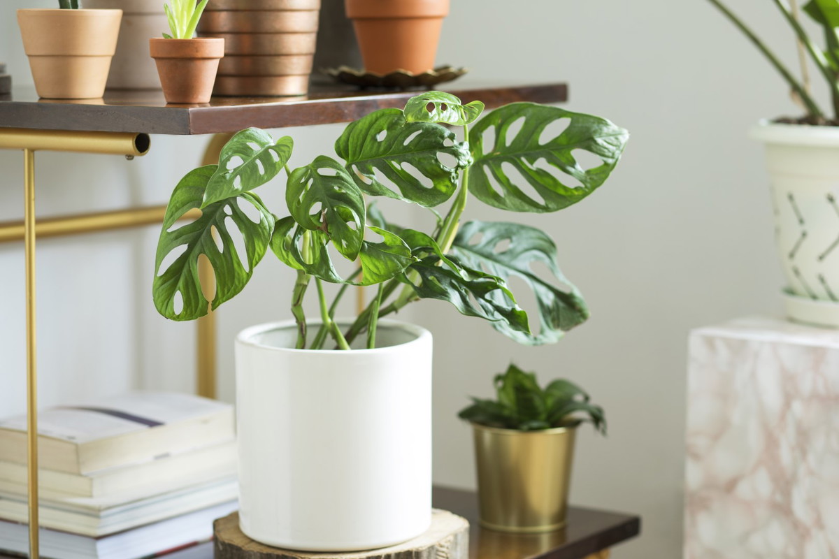 monstera dziurawa monstera deliciosa