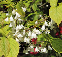 Ośnieża karolińska Halesia carolina