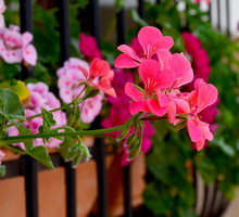 pelargonie na balkonie