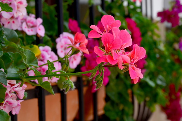 pelargonie na balkonie