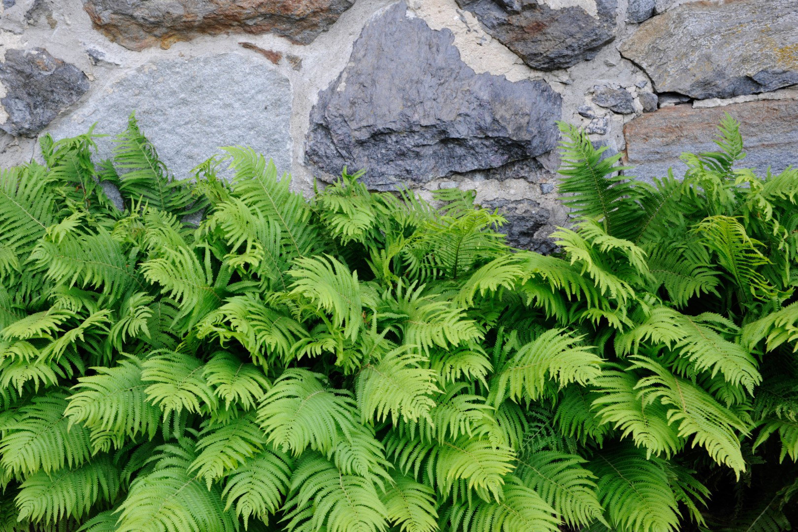 pióropusznik strusi matteuccia struthiopteris