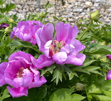 Piwonia chińska Paeonia lactiflora