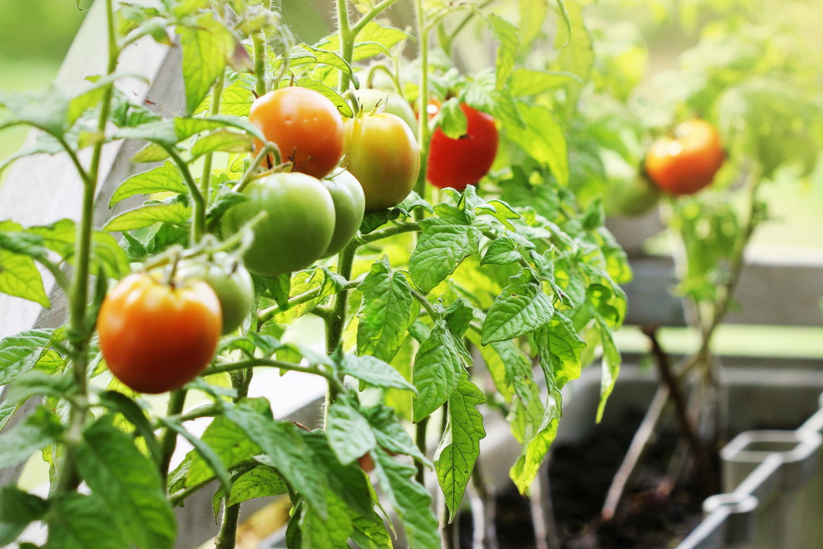 pomidory na balkonie