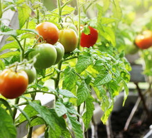 pomidory na balkonie