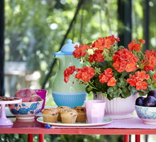 relaks z pelargonią