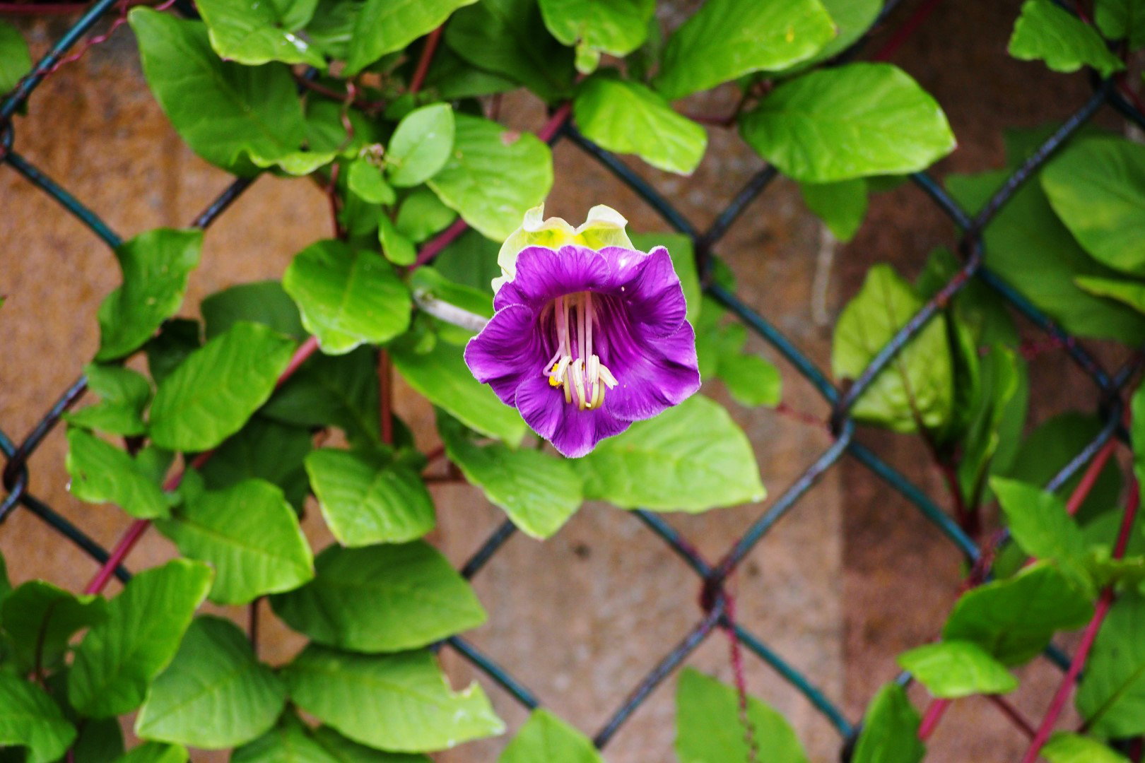 Sępota pnąca cobaea scandens