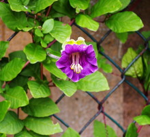 Sępota pnąca cobaea scandens