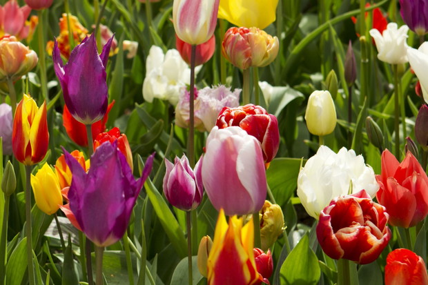 tulipany ogród
