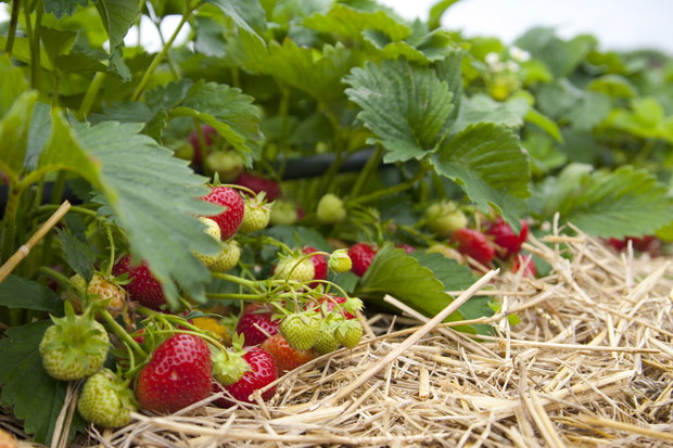 uprawa truskawek