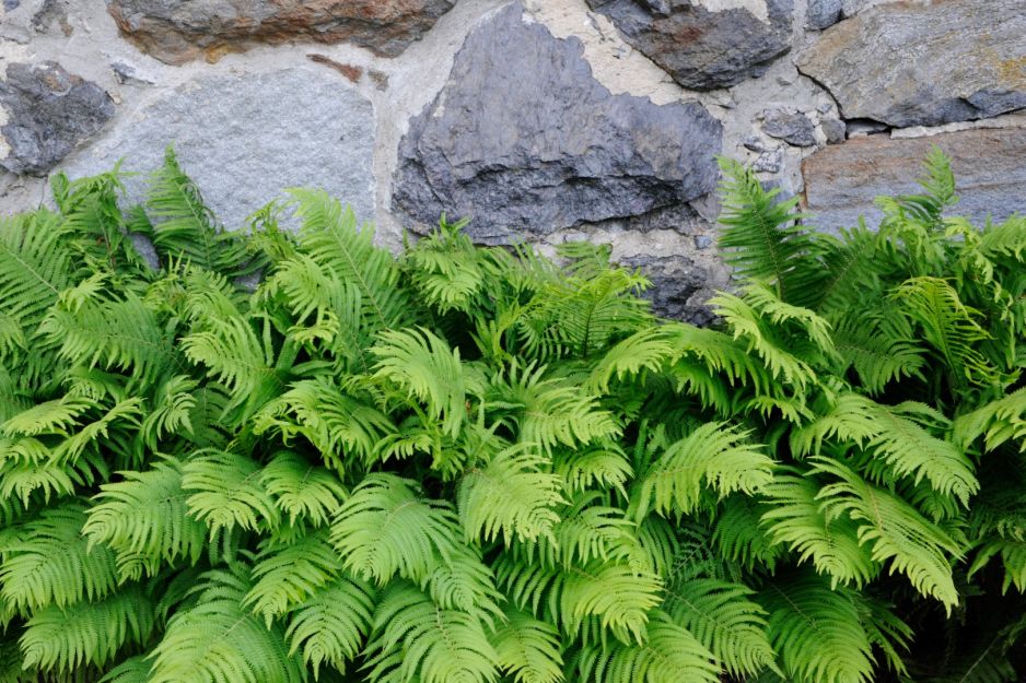 pioropusznik-strusi-matteuccia-struthiopteris.jpeg