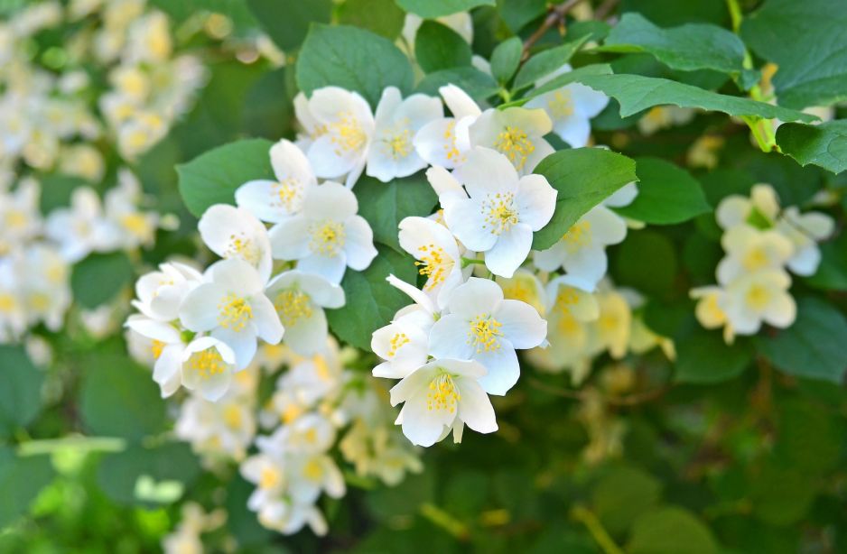 jasminowiec-wonny-philadelphus-coronarius-zdj-fotolia-com.jpeg