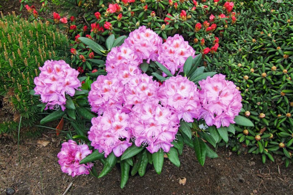 rhododendron-kazimierz-odnowiciel.jpeg