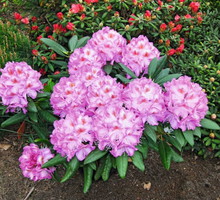 rhododendron-kazimierz-odnowiciel.jpeg