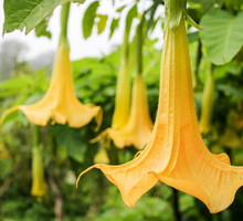 brugmansja-brugmansia-zdj-adobe-stock.jpeg