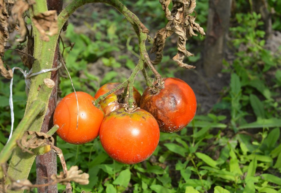 zaraza-ziemniaka-powodowana-jest-przez-organizm-grzybopodobny-phytophthora-infestans-zdj-fotolia-com.jpeg