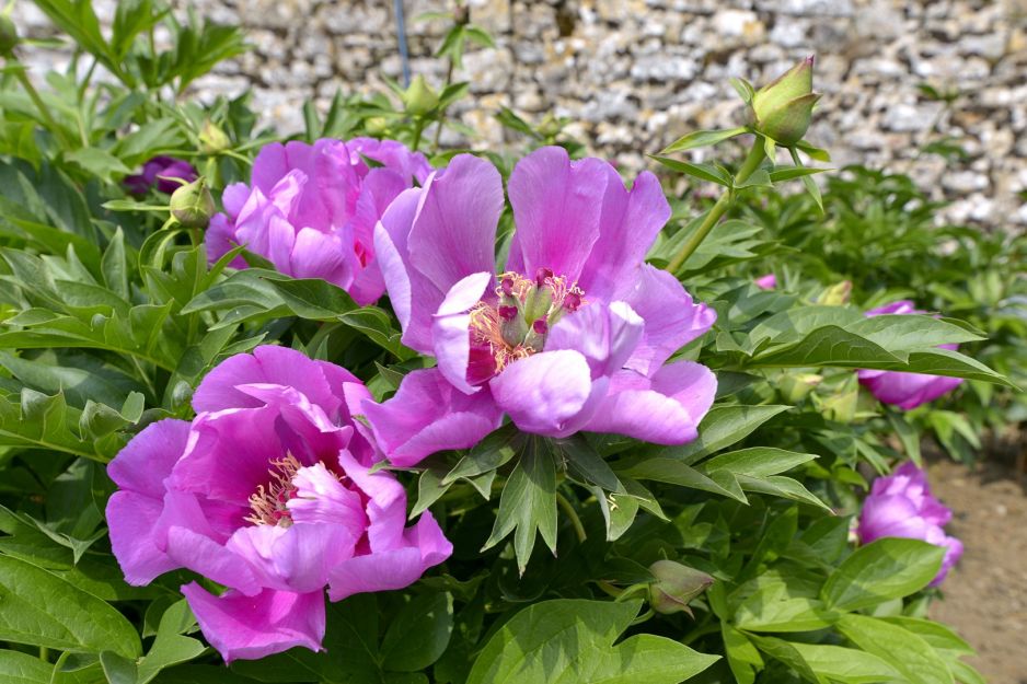 piwonia-chinska-paeonia-lactiflora.jpeg