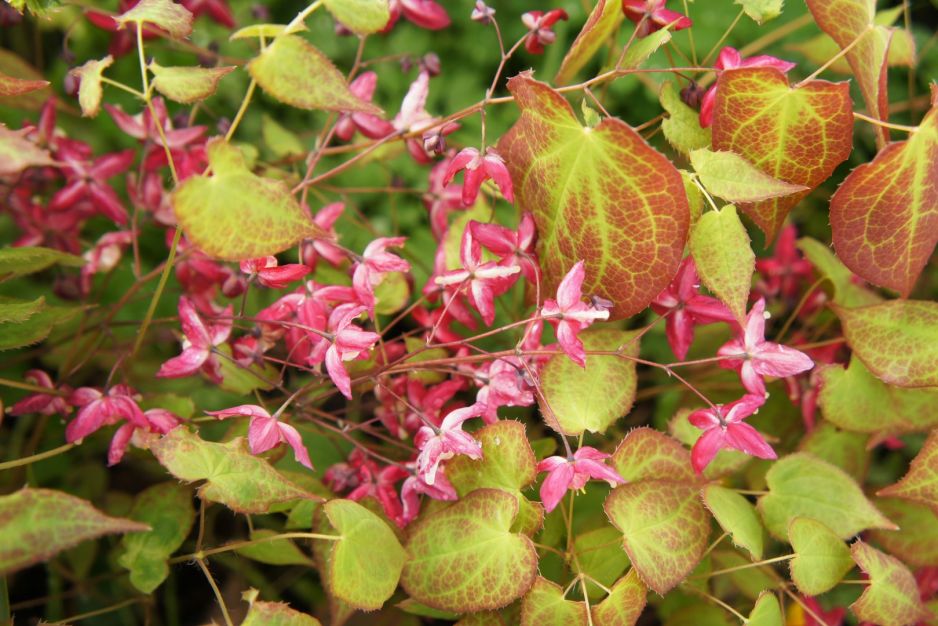 epimedium_1.jpeg