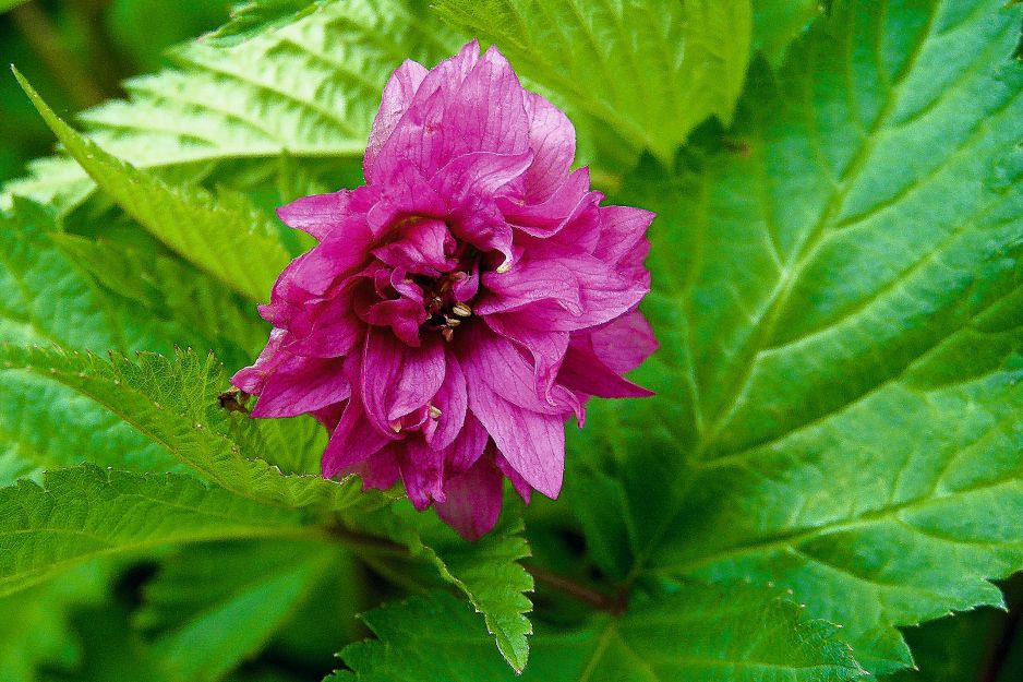rubus-spectabilis-olympic-double.jpeg