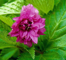 rubus-spectabilis-olympic-double.jpeg