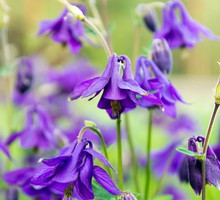 orlik-pospolity-aquilegia-vulgaris-zdj-fotolia-com.jpeg