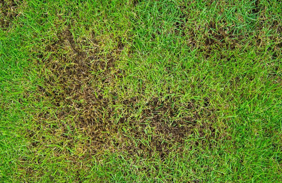 nieatrakcyjne-plamy-na-trawniku-niekoniecznie-musza-byc-spowodowane-przez-pedraki-pamietajmy-ze-trawnik-po-zimie-wymaga-wielu-zabiegow-przede-wszystkim-nawozenia-zdj-adobe-stock.jpeg