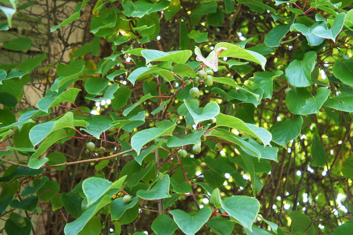 Aktinidia ostrolistna Actinidia arguta