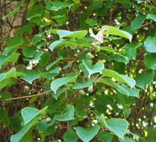 Aktinidia ostrolistna Actinidia arguta
