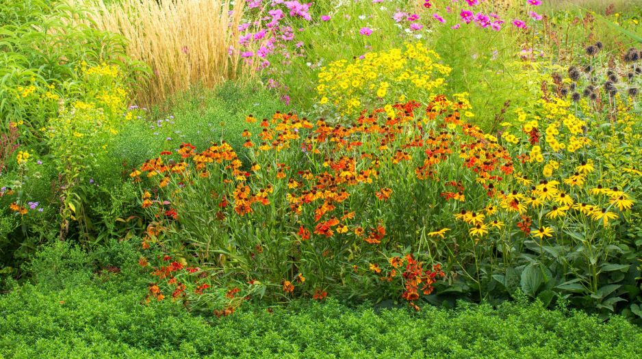 przyklad-bujnie-kwitnacej-rabaty-typowej-dla-ogrodu-wiejskiego-w-poblizu-drzew-owocowych-rosna-zolta-nawloc-i-sloneczniczek-szorstki-rudbekie-w-kolarach-slonca-i-rozowe-kosmosy-widoczne-sa-rowniez-kepy-ozdobnych-traw-i-ostow-zdj-fotolia-com.jpeg