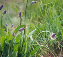 Babka lancetowata Plantago lanceolata
