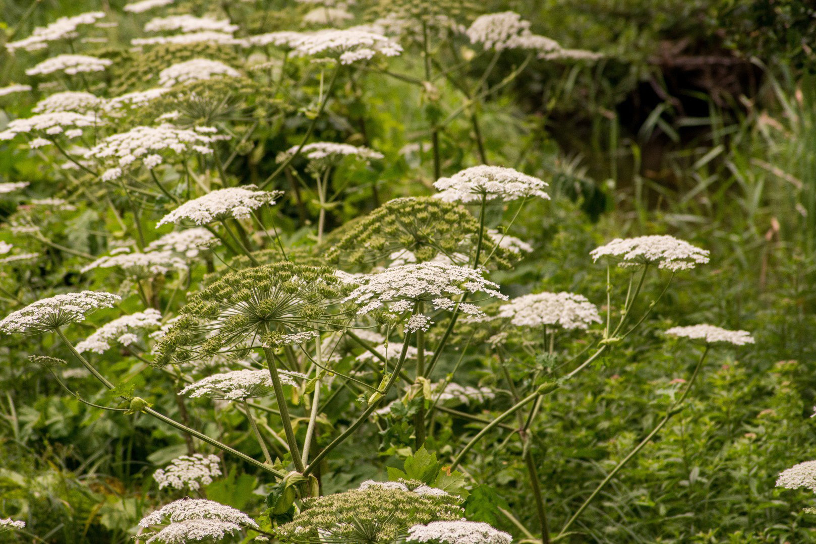 Barszcz Sosnowskiego