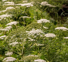 Barszcz Sosnowskiego