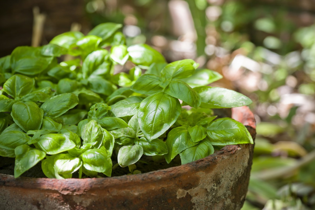 bazylia wonna ocimum basilicum