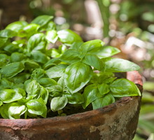 bazylia wonna ocimum basilicum