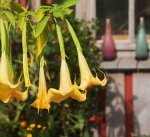 bieluń biały brugmansia candida