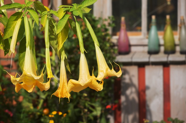bieluń biały brugmansia candida