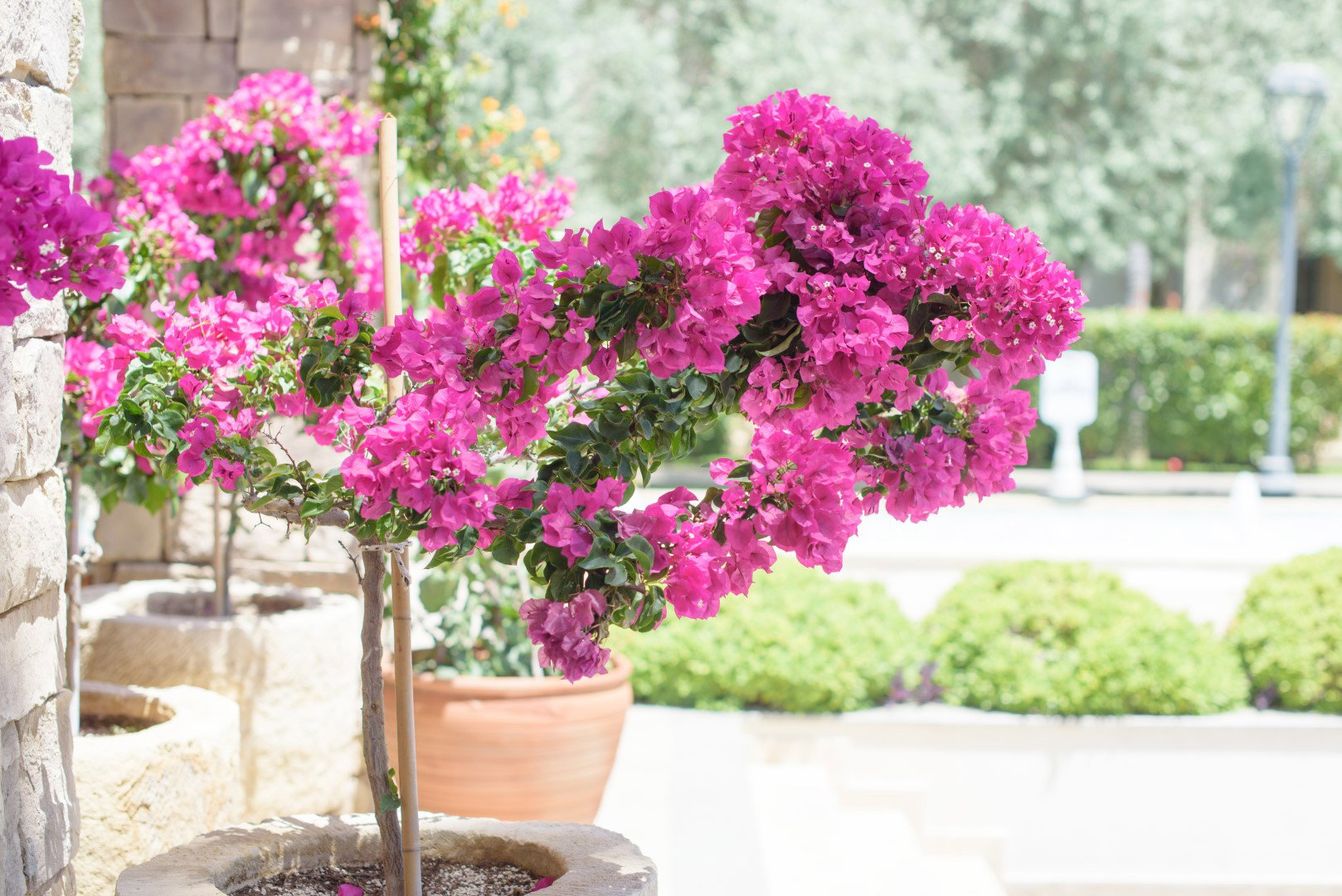 Bougainvillea doniczka