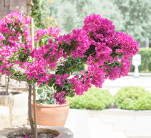 Bougainvillea doniczka