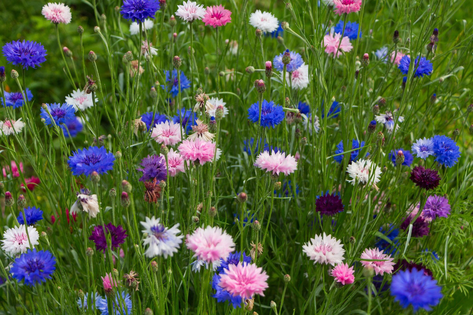 chaber centaurea