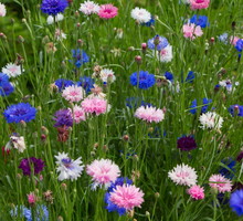 chaber centaurea